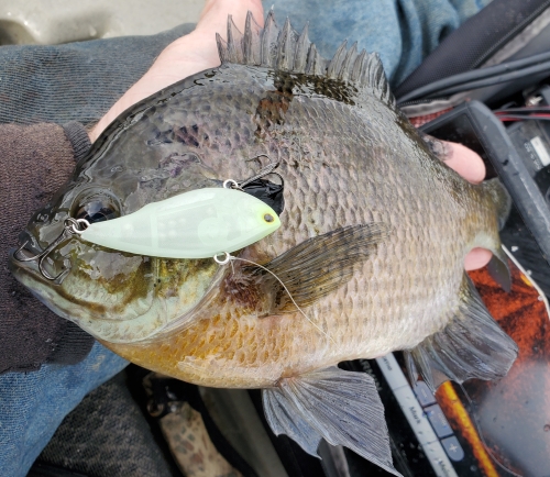 Luminescent Two and One Eighth Inch RattlN Vibe Bluegill.jpg